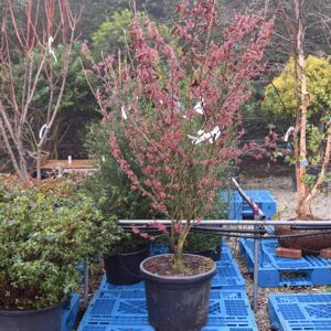 Hamamelis 'Amethyst' (Regular 20 litre 150-175 cm Regular) 150-175 cm